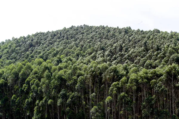 Bred Över Eukalyptus Plantage Med Vitt Utrymme För Text Sao — Stockfoto