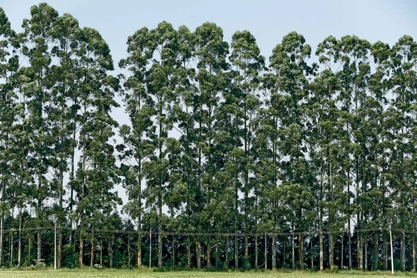 Pared Troncos Paralelos Eucalipto Plantación Para Producción Madera Celulosa Estado —  Fotos de Stock
