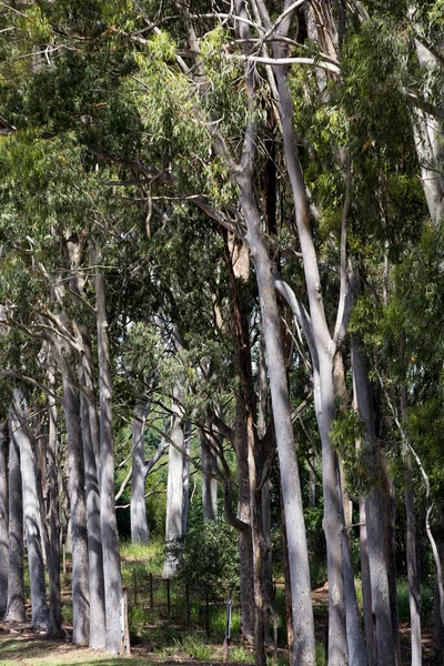 Eucalyptus Lane Посадке Производства Древесины Целлюлозы Сан Паулу Бразилия — стоковое фото