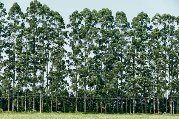 Vägg Parallella Eukalyptusstammar Vid Plantering För Trä Och Cellulosaproduktion Sao — Stockfoto