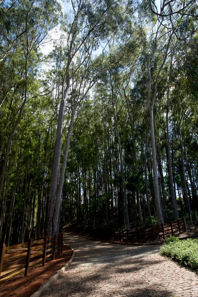 Eucalyptus Lane Plantação Para Produção Madeira Celulose São Paulo Brasil — Fotografia de Stock
