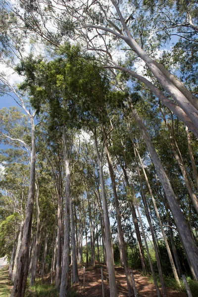 Plantação Eucaliptos Partir Baixo Destacando Copa Das Árvores Céu Azul — Fotografia de Stock