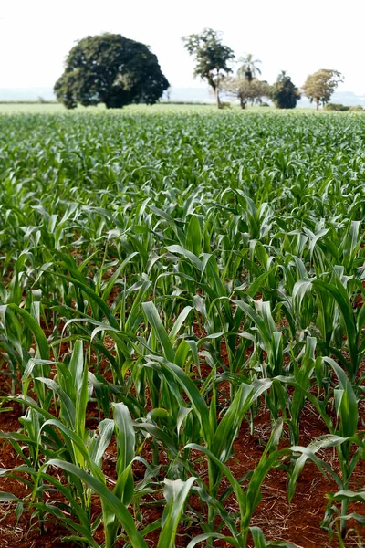 Wide View Growing Maize Plantation Sao Paulo State Brazil — Stock Photo, Image