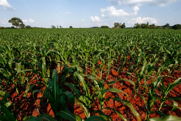 Wide View Growing Maize Plantation Sao Paulo State Brazil — Stock Photo, Image