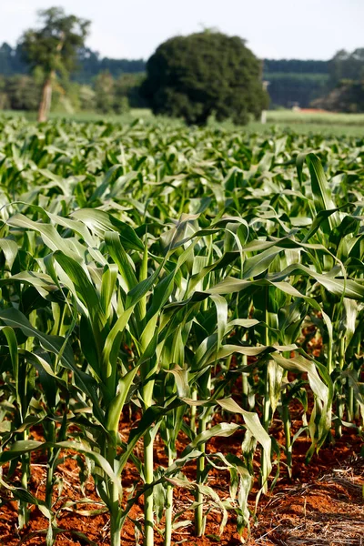 Closeup Green Leaves Corn Plantation Sao Paulo State Brazil — Stock Photo, Image