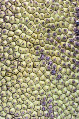 Jackfruit kabuğu yakın çekim, hacimli yeşil doku