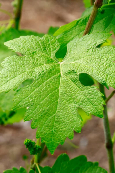 Üzüm yaprağı yakın plan. Sao Roque şehri, Brezilya