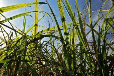 Yaprakları ve şeker kamışı kök, tropikal ülkelerde büyük bir ölçekte şeker ve etanol üretimi için kullanılan cinsi Saccharum, çimenli; Cordeiropolis, Sp, Brezilya