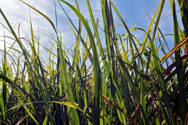 Yaprakları ve şeker kamışı kök, tropikal ülkelerde büyük bir ölçekte şeker ve etanol üretimi için kullanılan cinsi Saccharum, çimenli; Cordeiropolis, Sp, Brezilya