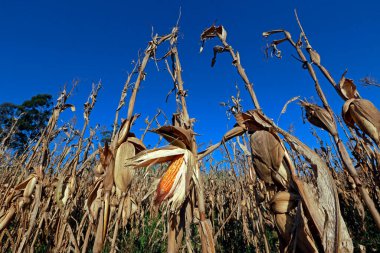 Çiftlikteki açık mısır koçanı, hasat için hazır. Sao Paulo Eyaleti, Brezilya