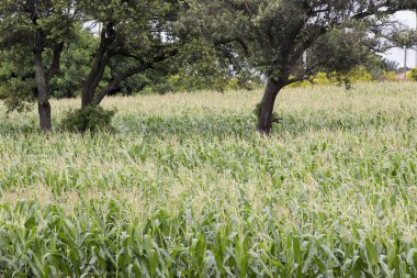 Geniş bir mısır tarlası manzarası var. Sao Paulo Eyaleti, Brezilya