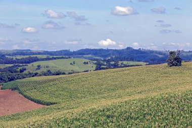 Geniş bir mısır tarlası manzarası var. Sao Paulo Eyaleti, Brezilya