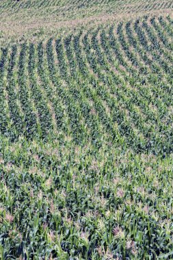 Geniş bir mısır tarlası manzarası var. Sao Paulo Eyaleti, Brezilya