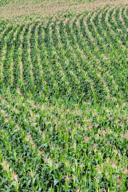 Geniş bir mısır tarlası manzarası var. Sao Paulo Eyaleti, Brezilya