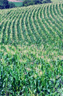Geniş bir mısır tarlası manzarası var. Sao Paulo Eyaleti, Brezilya