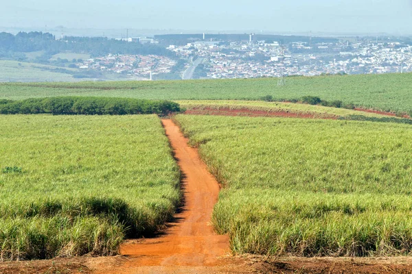 Sockerrör Gräsbevuxen Släktet Saccharum Används Stor Skala Tropiska Länder För — Stockfoto