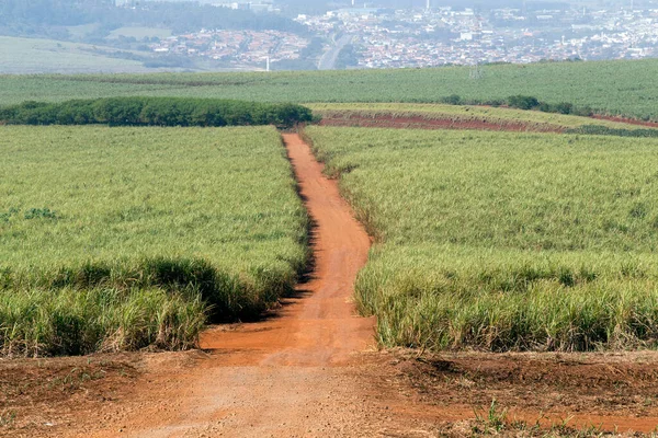 Sockerrör Gräsbevuxen Släktet Saccharum Används Stor Skala Tropiska Länder För — Stockfoto