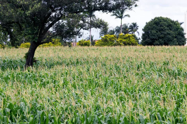 Wide View Corn Plantation Bloom Sao Paulo State Brazil — Stock Photo, Image