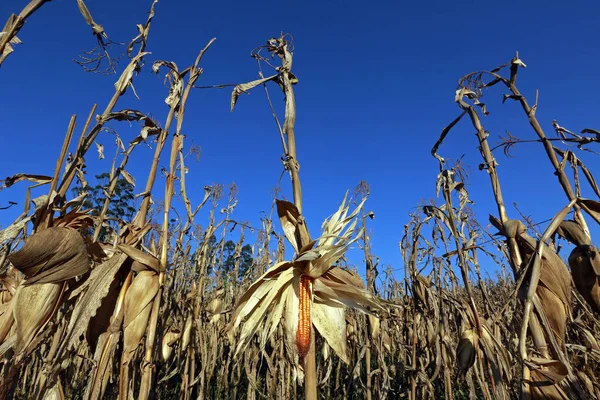 Gros Plan Épi Maïs Ouvert Sur Plantation Prêt Pour Récolte — Photo