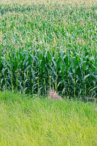 Wide View Corn Plantation Bloom Sao Paulo State Brazil — Stock Photo, Image