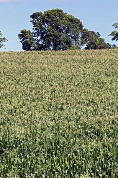 Wide View Corn Plantation Bloom Sao Paulo State Brazil — Stock Photo, Image