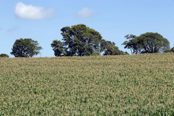 Szeroki Widok Plantacji Kukurydzy Rozkwicie Stan Sao Paulo Brazylia — Zdjęcie stockowe