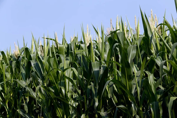 Penutup Tanaman Jagung Dengan Tassel Sao Paulo Negara Brasil — Stok Foto