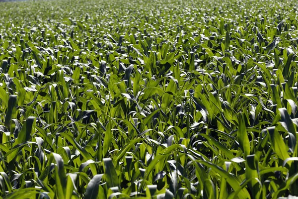 Penutupan Daun Hijau Jagung Perkebunan Sao Paulo Negara Brasil — Stok Foto