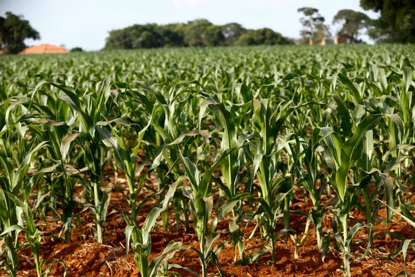 Wide View Growing Maize Plantation Sao Paulo State Brazil — Stock Photo, Image