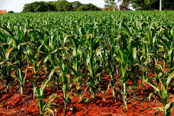 Wide view of growing maize plantation. Sao Paulo state, Brazil
