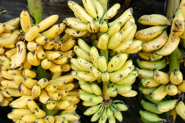 Banánfajta Arany Musa Spp Eladásra Szabadtéri Piacon Sao Paulo Városban — Stock Fotó