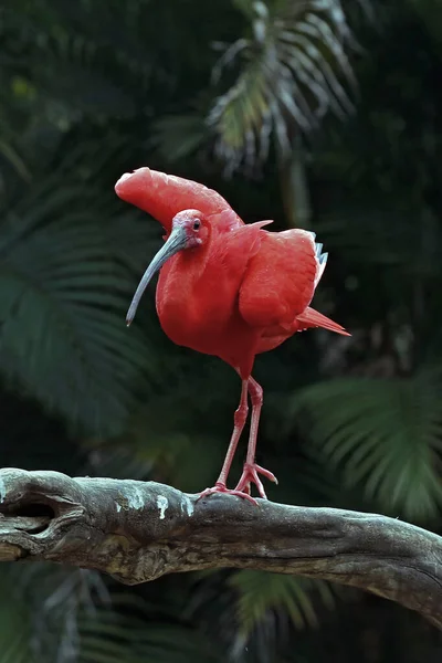 Detailní Záběr Šarlatové Ibis Křídly Doširoka Otevřenými Kmeni Stromu Přes — Stock fotografie