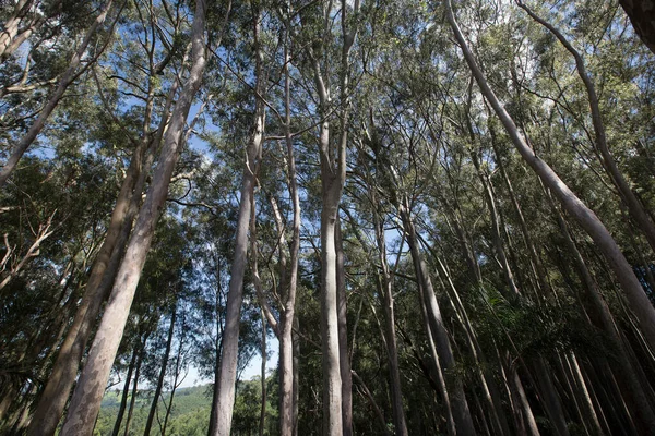 Eucalyptus Plantage Underifrån Belyser Trädtoppen Och Den Blå Himlen Sao — Stockfoto