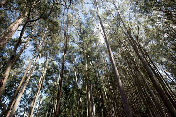 Plantación Eucalipto Desde Abajo Destacando Copa Del Árbol Cielo Azul —  Fotos de Stock