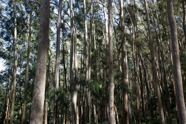 Muur Van Parallelle Eucalyptusstammen Plantage Voor Productie Van Hout Cellulose — Stockfoto