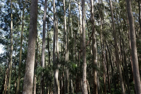 Pared Troncos Paralelos Eucalipto Plantación Para Producción Madera Celulosa Estado —  Fotos de Stock