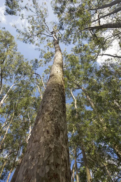 Träd Och Stam Eukalyptus Sett Underifrån Blå Himmel Sao Paulo — Stockfoto