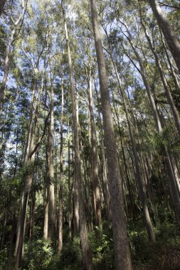 Aşağıdan okaliptüs tarlası, ağaç tepesini ve mavi gökyüzünü aydınlatıyor. Sao Paulo Eyaleti, Brazi