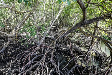 Havadan kökleri görünen mangrov ormanı.