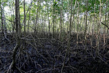 Havadan kökleri olan bir mangrov ormanı. Tipik bir sahil ekosistemi. Komandatuba Adası, Bahia, Brezilya 