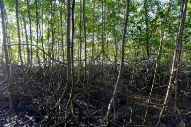 Havadan kökleri olan bir mangrov ormanı. Tipik bir sahil ekosistemi. Komandatuba Adası, Bahia, Brezilya 