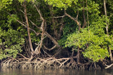 Havadan kökleri olan bir mangrov ormanı. Tipik bir sahil ekosistemi. Komandatuba Adası, Bahia, Brezilya 