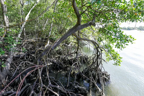 Floresta Mangue Com Raízes Aéreas Mostrando — Fotografia de Stock