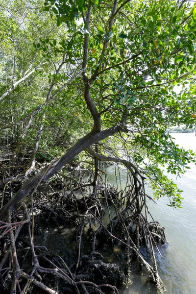 Mangrove Skog Med Antenn Rötter Visar — Stockfoto