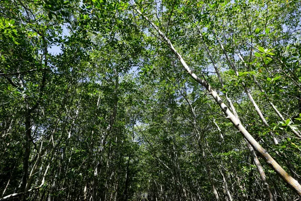 Mangrove Skog Med Antenn Rötter Visar — Stockfoto