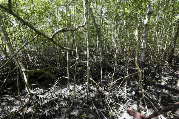 Las Namorzynowy Powietrznymi Korzeniami Typowy Ekosystem Wybrzeża Wyspa Comandatuba Bahia — Zdjęcie stockowe