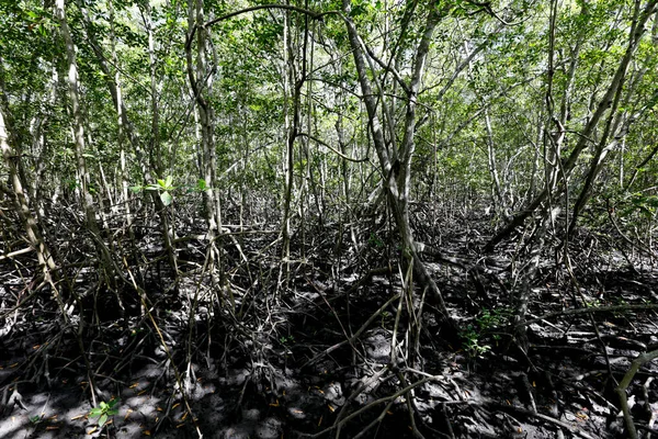 Mangrovový Les Vzdušnými Kořeny — Stock fotografie