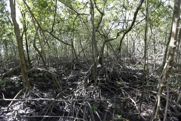 Mangrovový Les Vzdušnými Kořeny Typický Pobřežní Ekosystém Ostrov Comandatuba Bahia — Stock fotografie