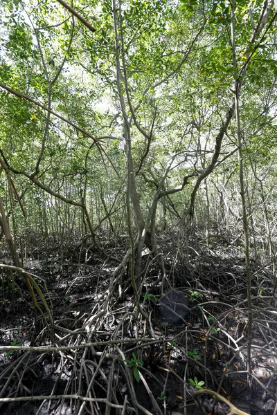 Mangrove Metsä Antenni Juuret Tyypillinen Rannikon Ekosysteemi Comandatuba Saari Bahia — kuvapankkivalokuva