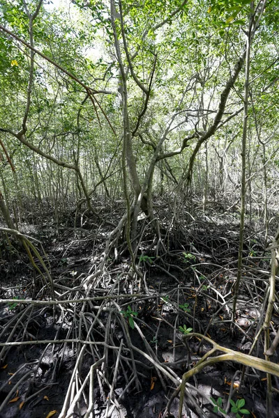 有树根的红树林 是典型的海岸生态系统 Comandatuba岛 巴西巴伊亚州 — 图库照片